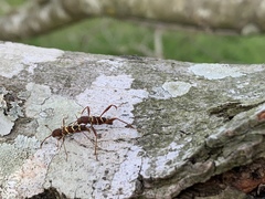 Neoclytus acuminatus