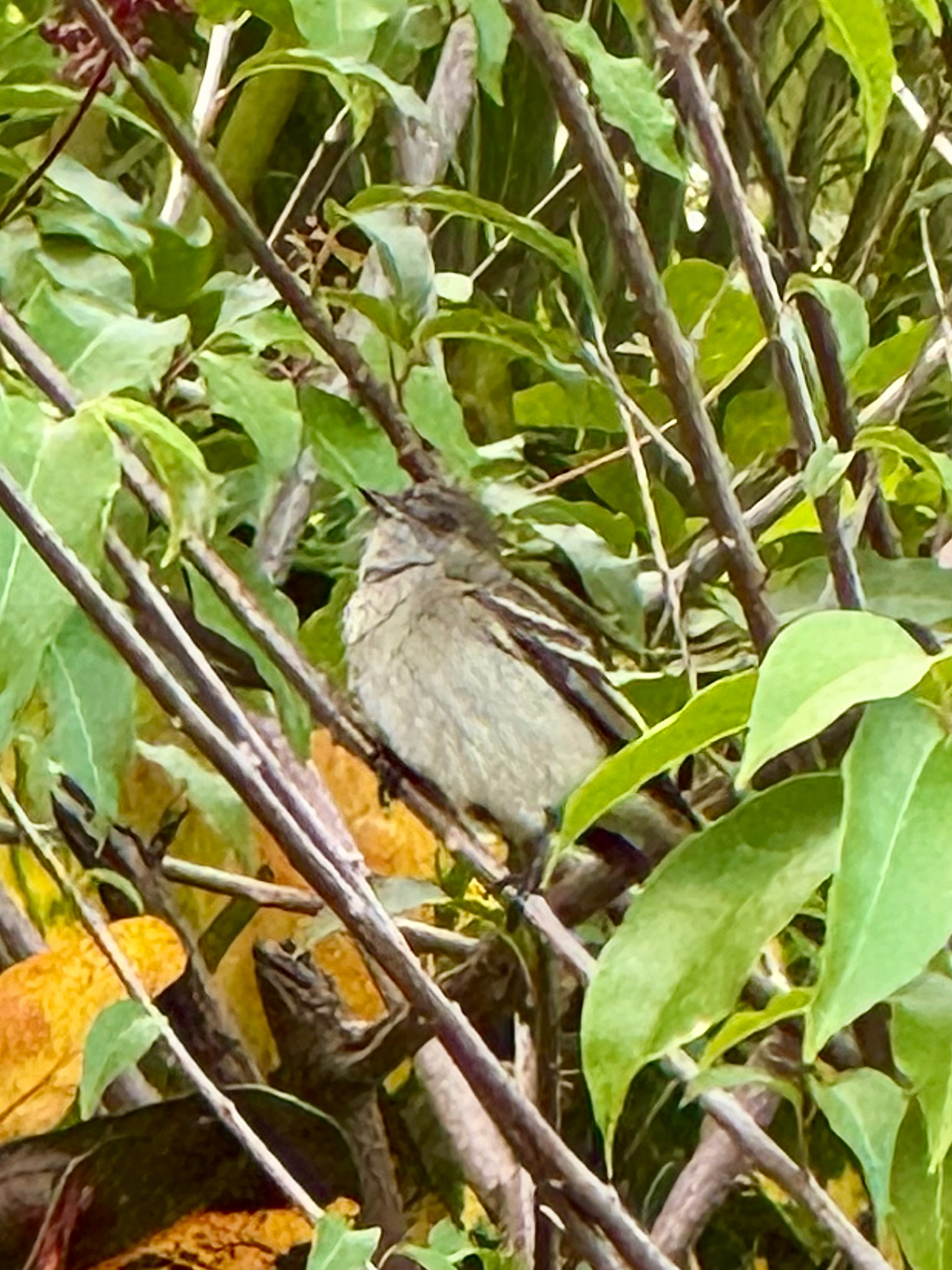 Caribbean Elaenia (Elaenia martinica), photo 8