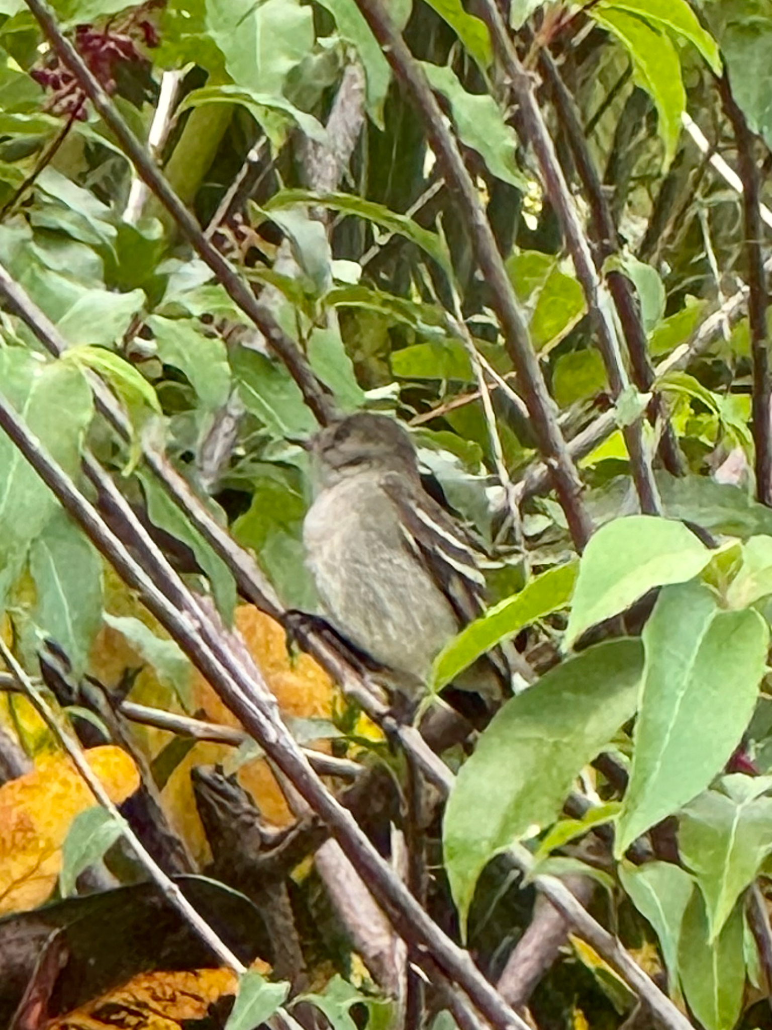 Caribbean Elaenia (Elaenia martinica), photo 9