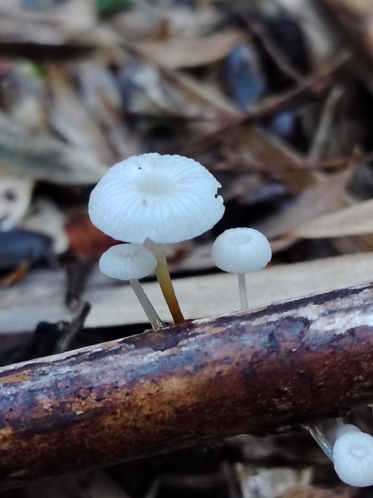 Mycena subulifera · April 2026 · photo: © cat_delmar (iNaturalist, CC)