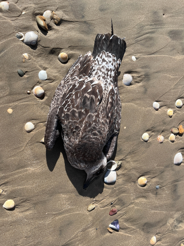 iNaturalist: (c) robynee, some rights reserved (CC BY-NC) iNaturalist image