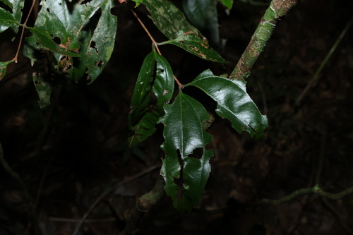 silver malletwood (Rhodamnia argentea)