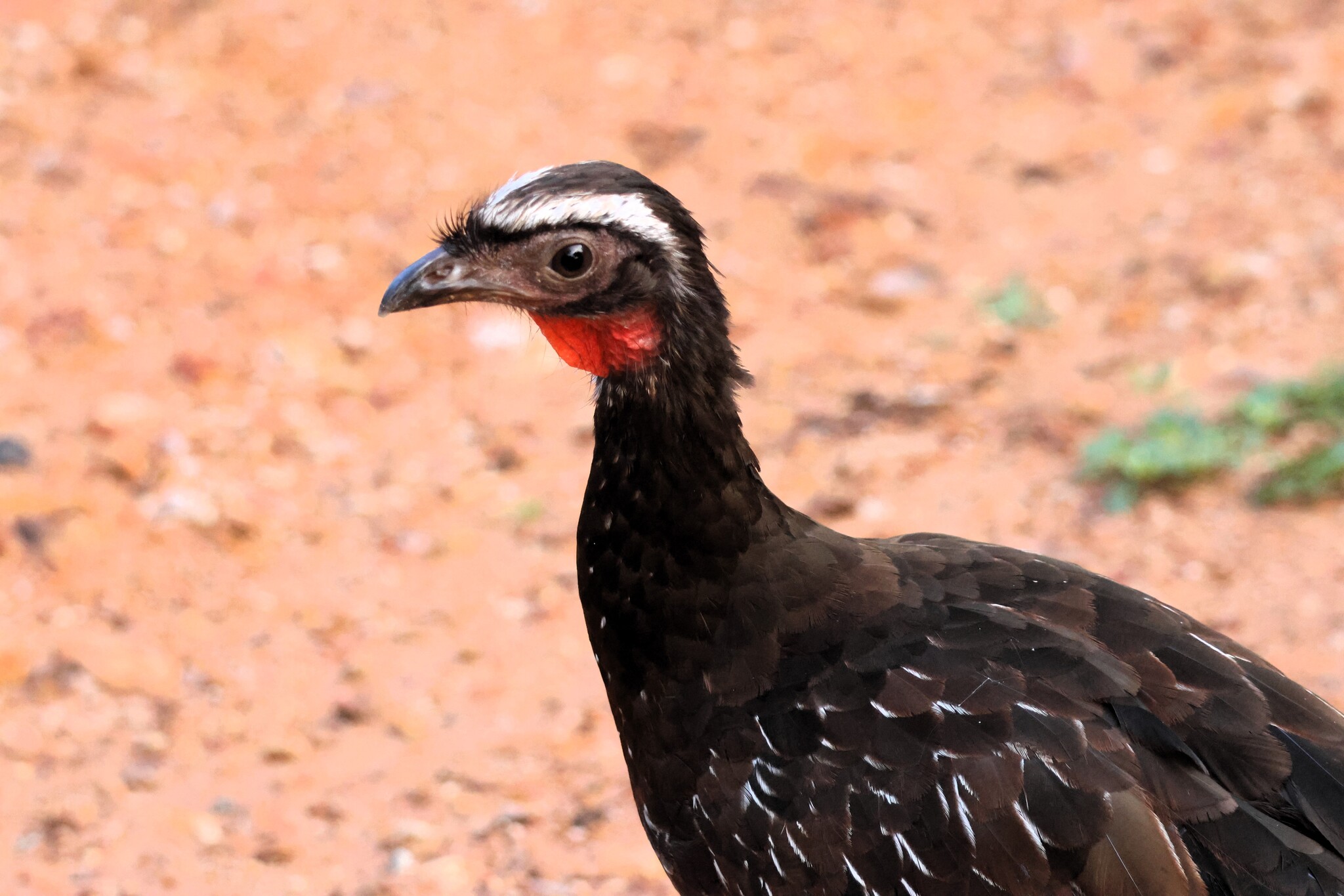 White-browed Guan (Penelope jacucaca), photo 4