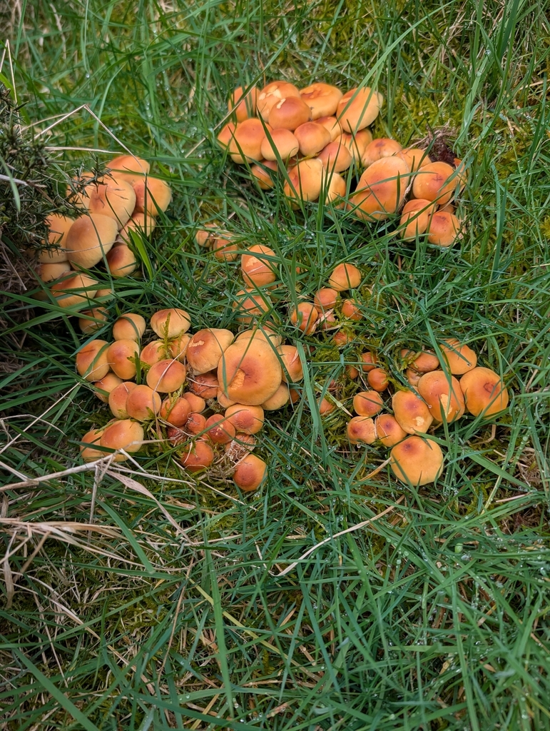 Hypholoma fasciculare · April 2026 · photo: © heather-hyfae (iNaturalist, cc-by)