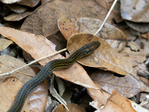 Photo of a Thick Graceful Brown Snake (Rhadinaea calligaster)