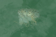 Desmonema gaudichaudi