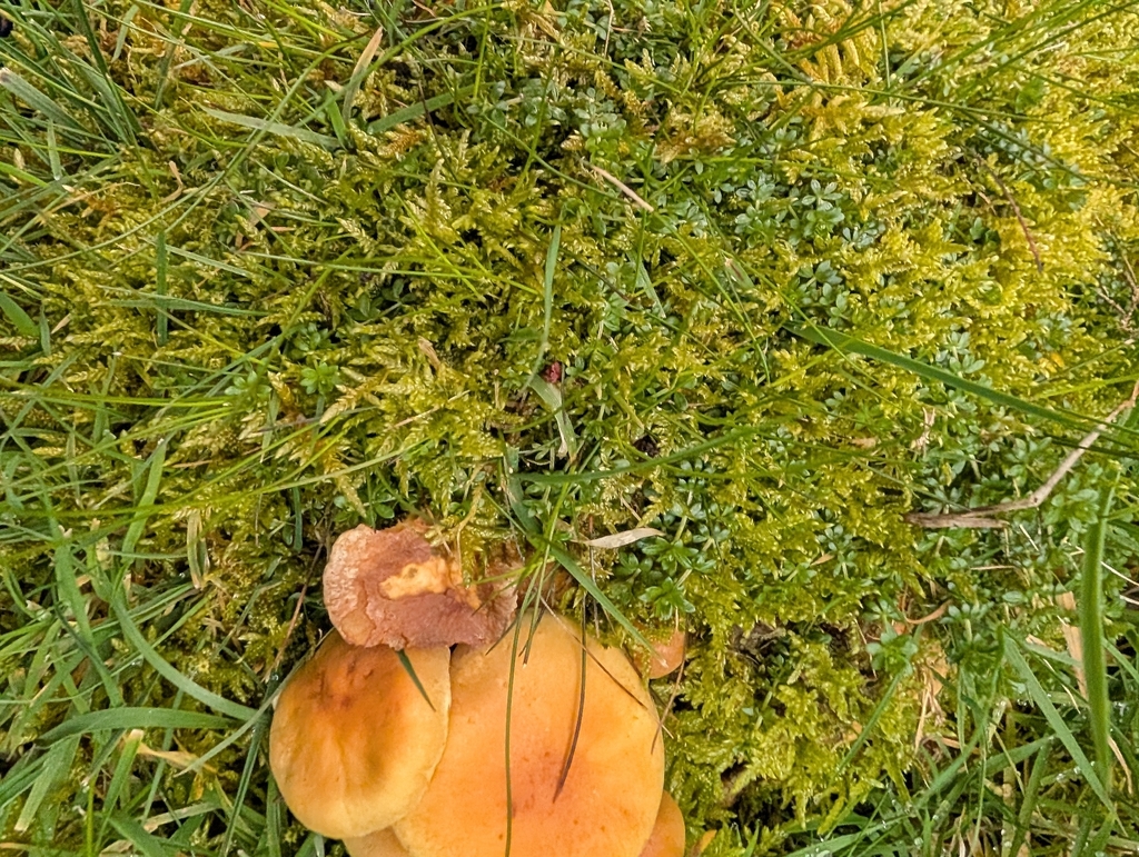 Hypholoma fasciculare · April 2026 · photo: © heather-hyfae (iNaturalist, cc-by)