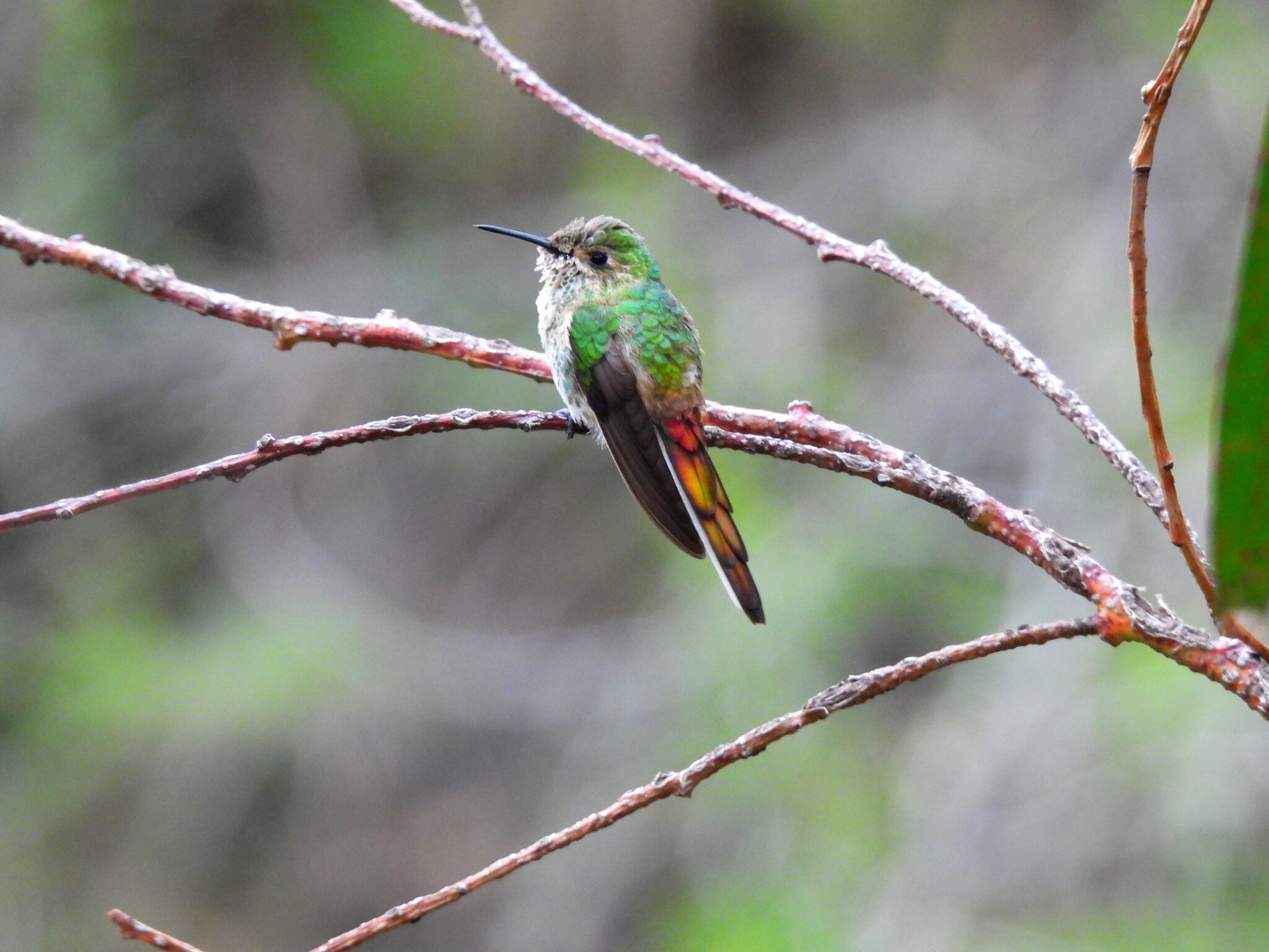 Red-tailed Comet (Sappho sparganurus), photo 5
