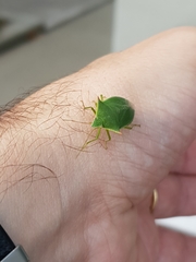 Loxa deducta