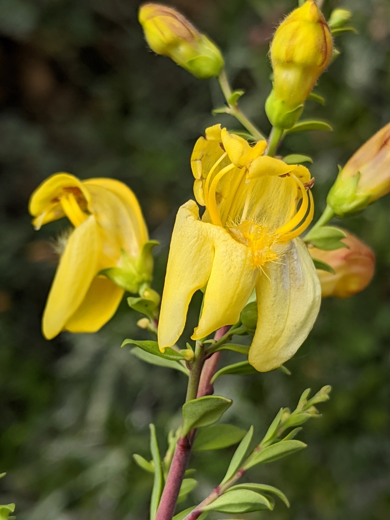 Penstemon and allies