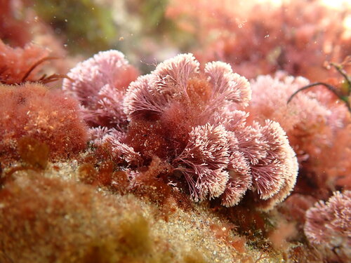 Red Jania (Jania rubens)