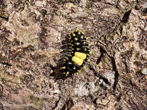 Erasmia pulchella
