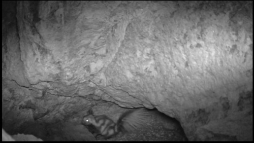 Desert Spotted Skunk observed by dbusen2010