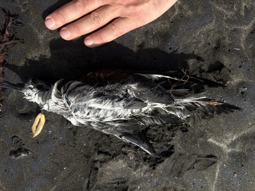 Cook's Petrel (Pterodroma cookii), photo 4