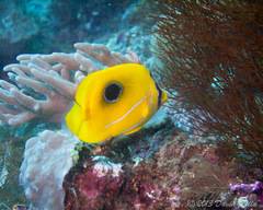 Chaetodon bennetti
