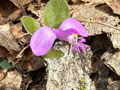 Foto de Polygaloides paucifolia