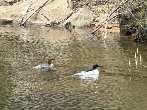 Common Merganser