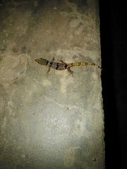 Sphaerodactylus