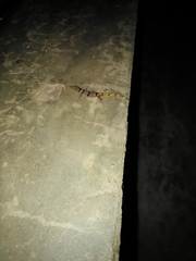 Sphaerodactylus