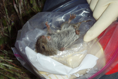 Microtus californicus