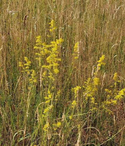 Lady's Bedstraw (Galium verum)