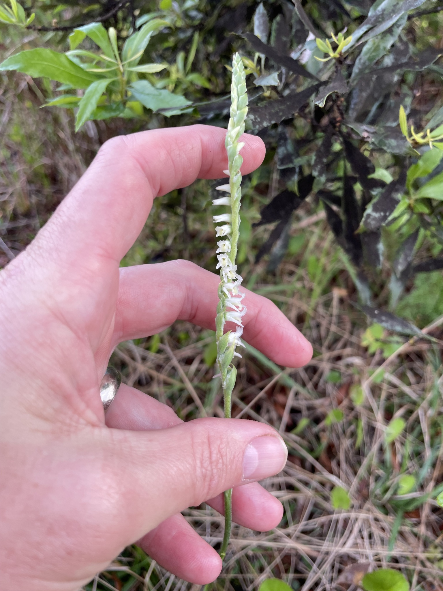 Spring Ladies' Tresses (Spiranthes vernalis)
