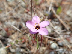 Leptosiphon ambiguus