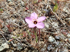 Leptosiphon ambiguus