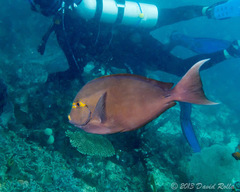 Acanthurus mata