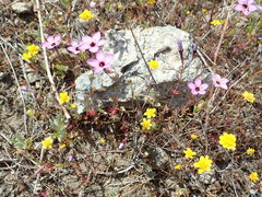 Leptosiphon ambiguus