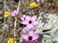 Leptosiphon ambiguus