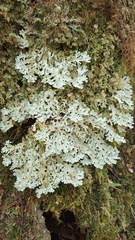 Pseudocyphellaria homoeophylla