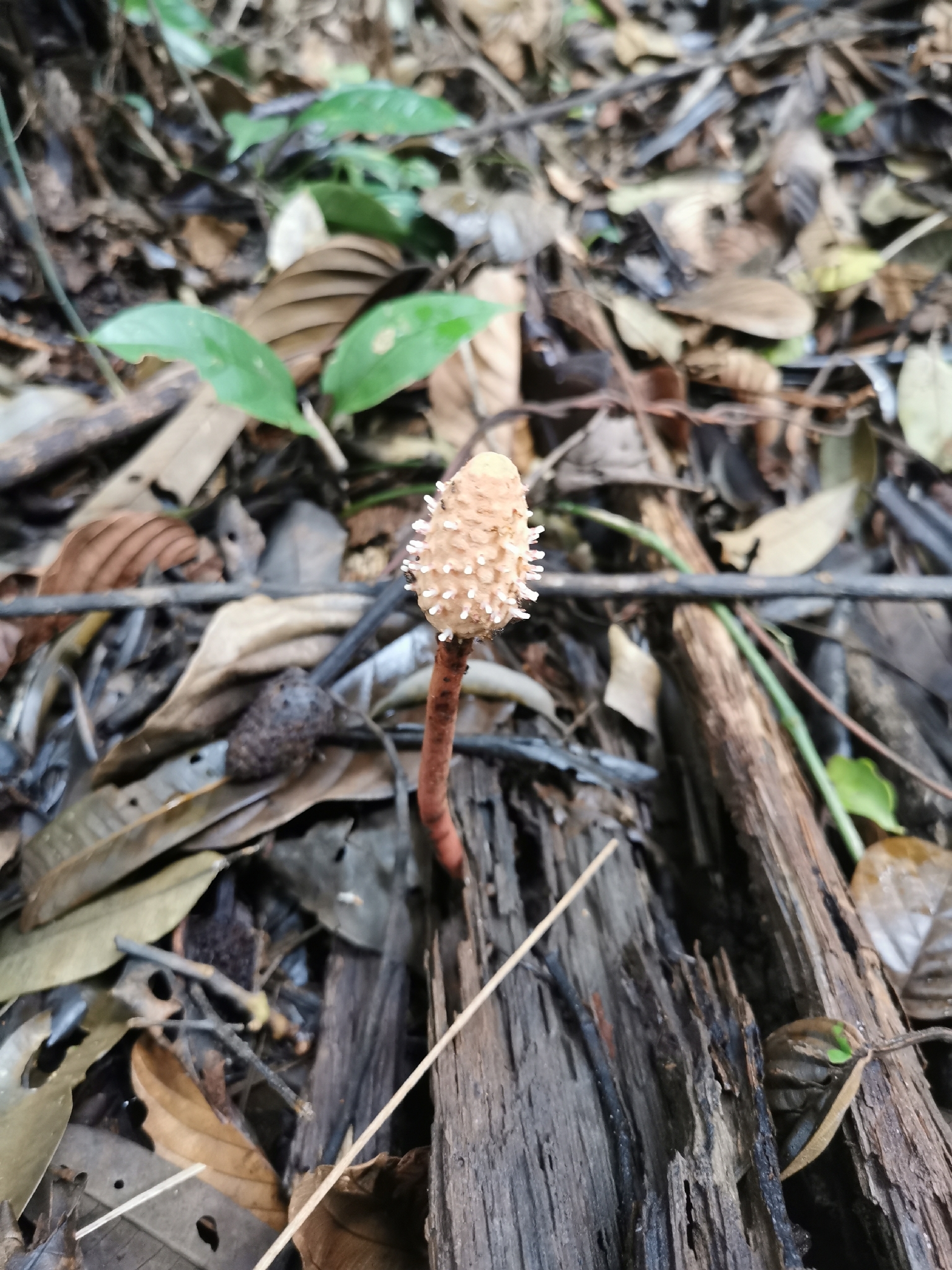 Helosis Cayennensis (Helosis cayennensis)