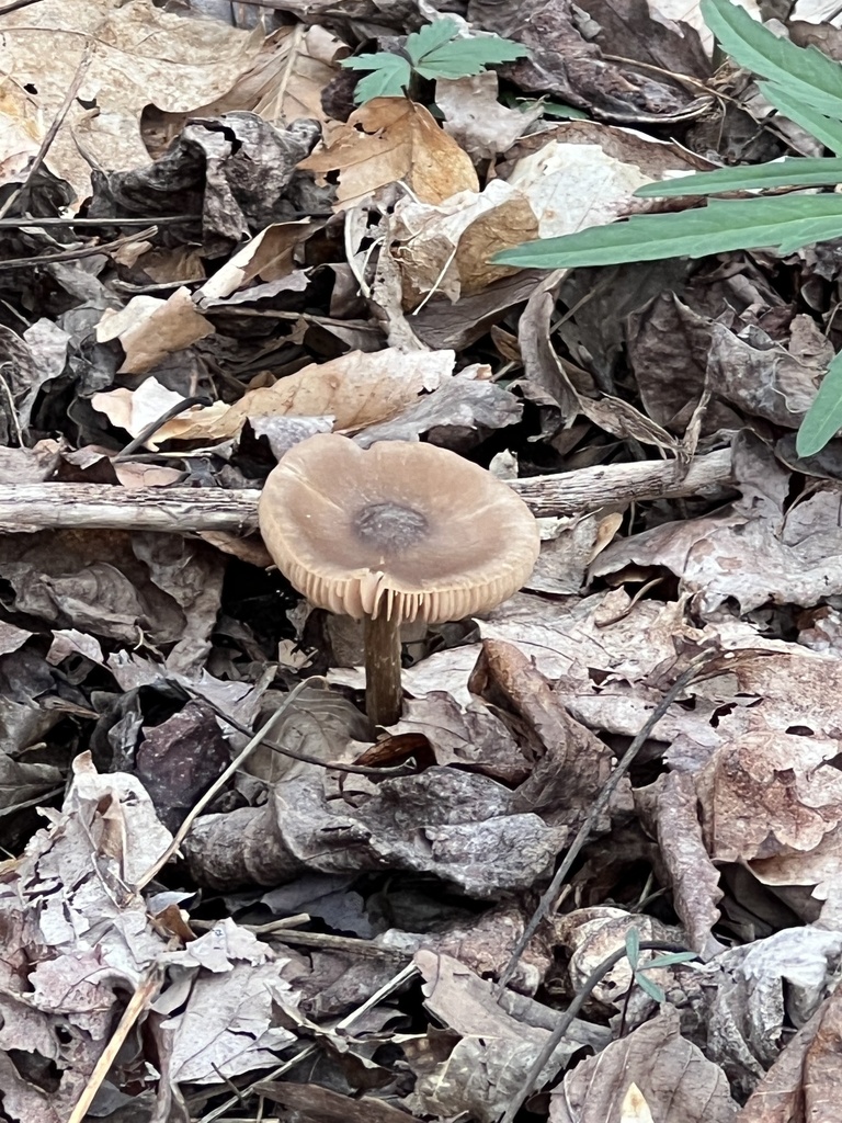 Entoloma vernum · April 2026 · photo: © hills47448 (iNaturalist, cc-by)