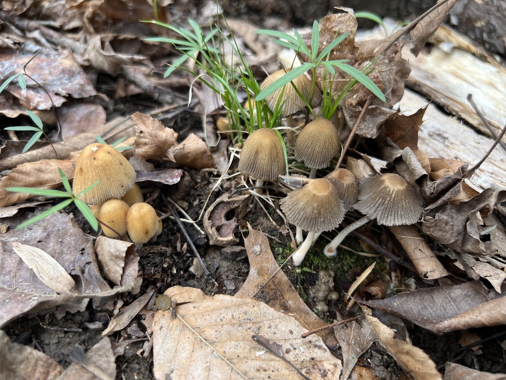 Coprinellus micaceus · April 2026 · photo: © hills47448 (iNaturalist, cc-by)