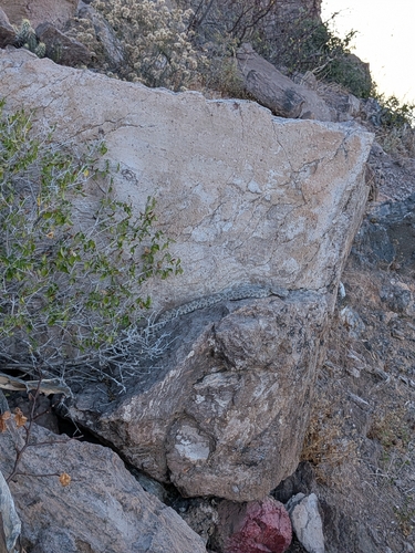 Speckled Rattlesnake