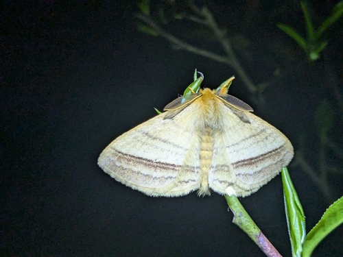 Eupterote testacea