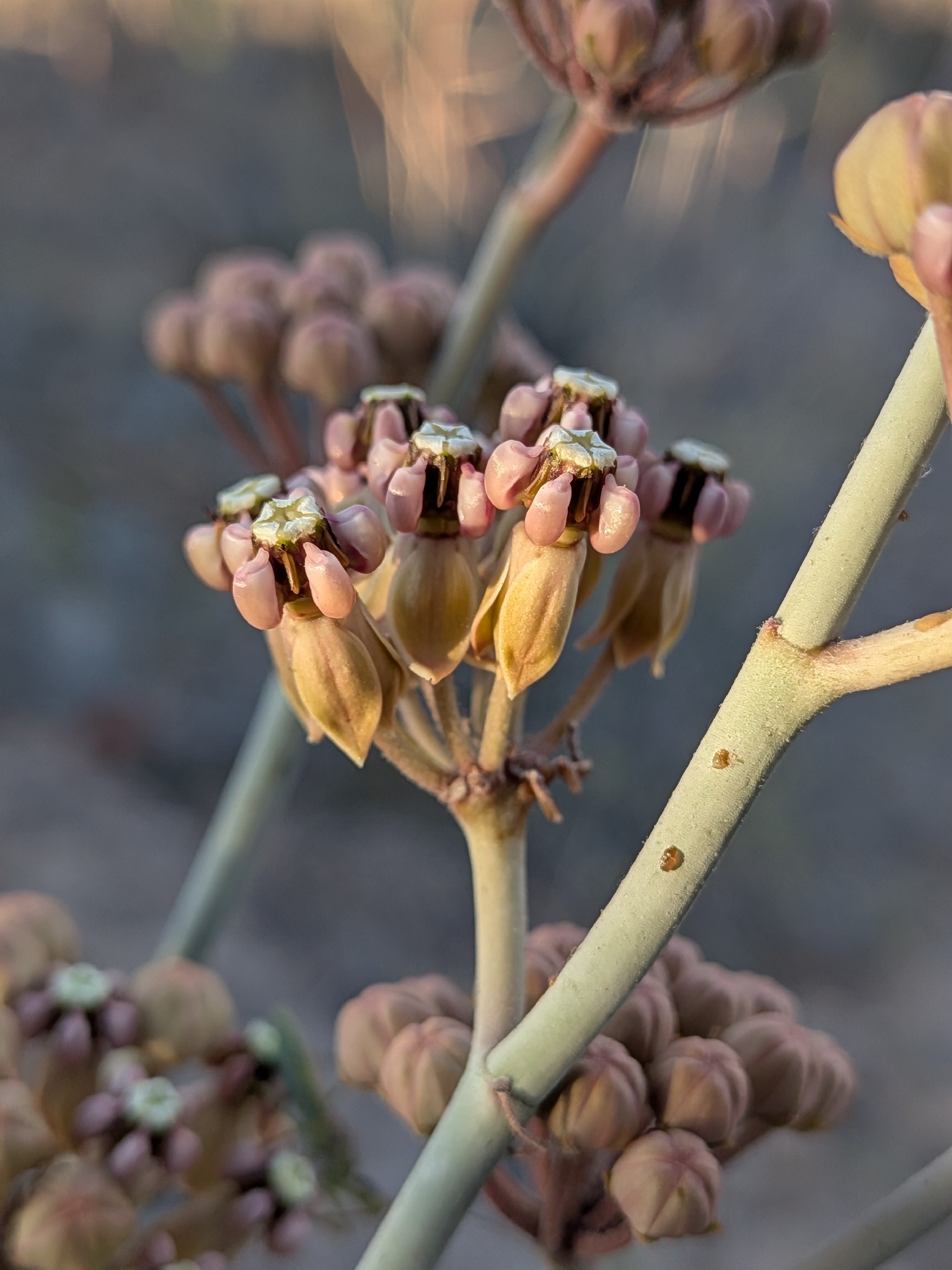 White-Stemmed Milkweed (Asclepias albicans)