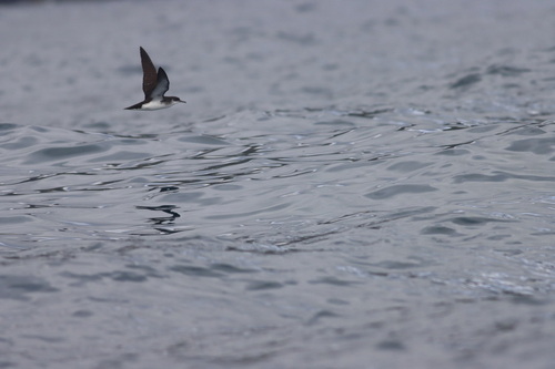 Manx Shearwater (Puffinus puffinus), photo 5