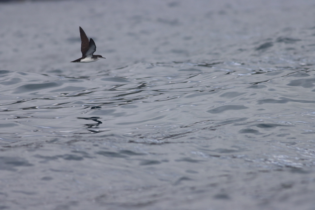 Manx Shearwater (Puffinus puffinus), photo 5