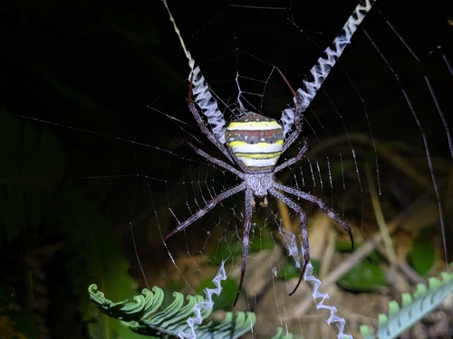 Garden cross spider