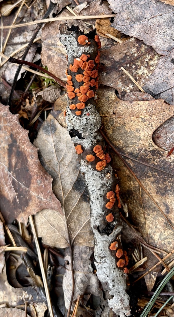 Peniophora rufa · April 2026 · photo: © jamievanbuskirk (iNaturalist, cc-by)