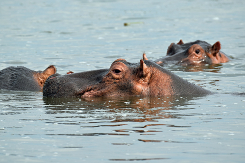 Common Hippopotamus