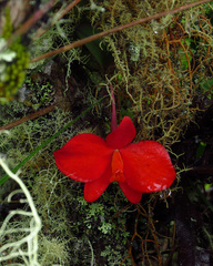 Cattleya coccinea