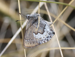 Callophrys fotis