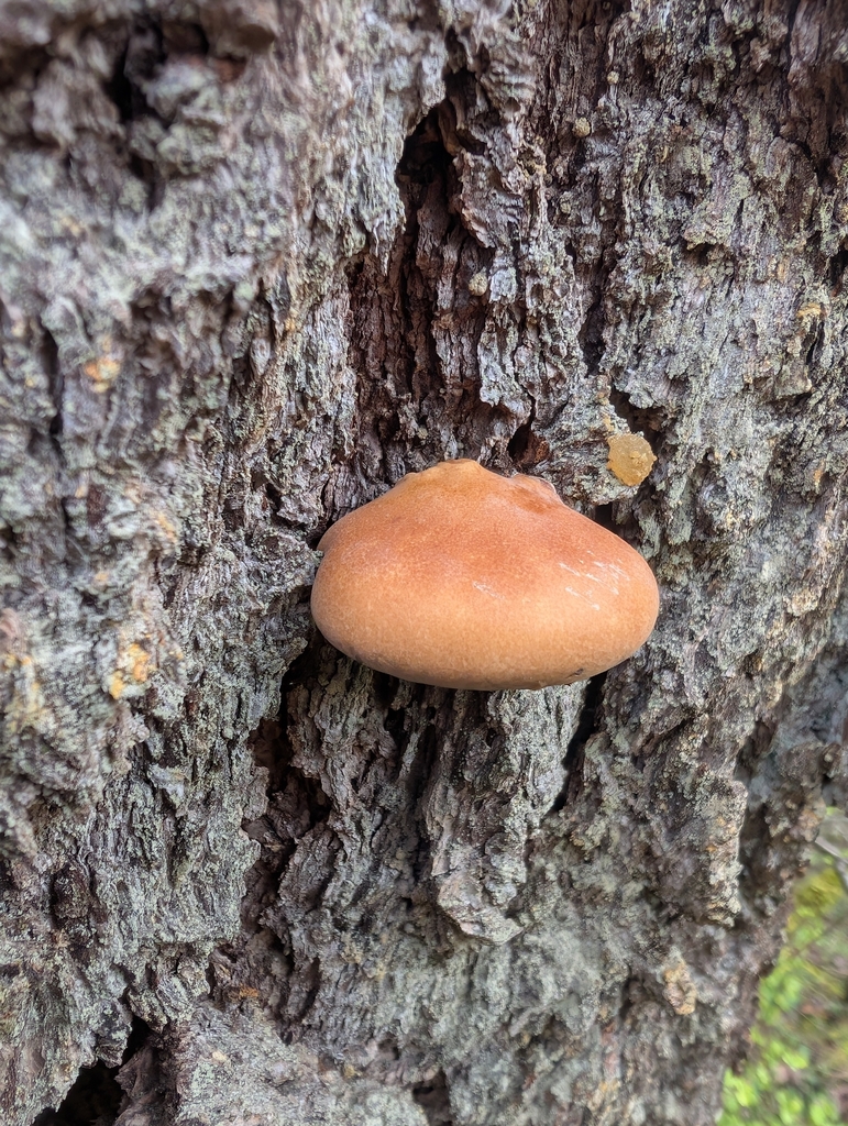 Cryptoporus volvatus · April 2026 · photo: © simonele (iNaturalist, cc-by)