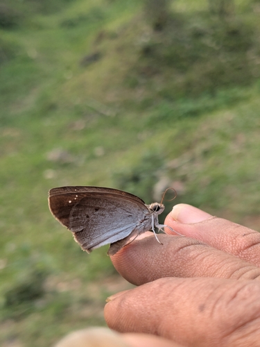 Pied Flat