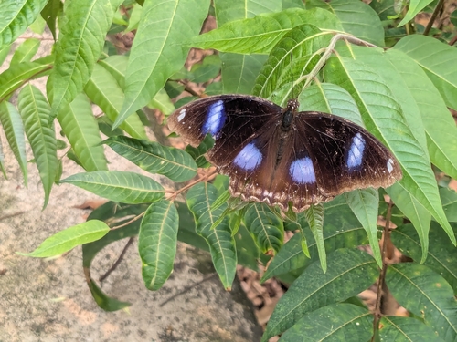 Great Eggfly