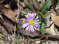 Brachyscome spathulata