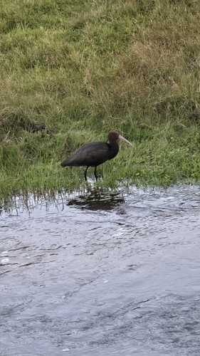 Puna Ibis